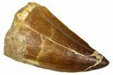 Fossil Mosasaur (Thalassotitan) Tooth - Morocco #374598-1